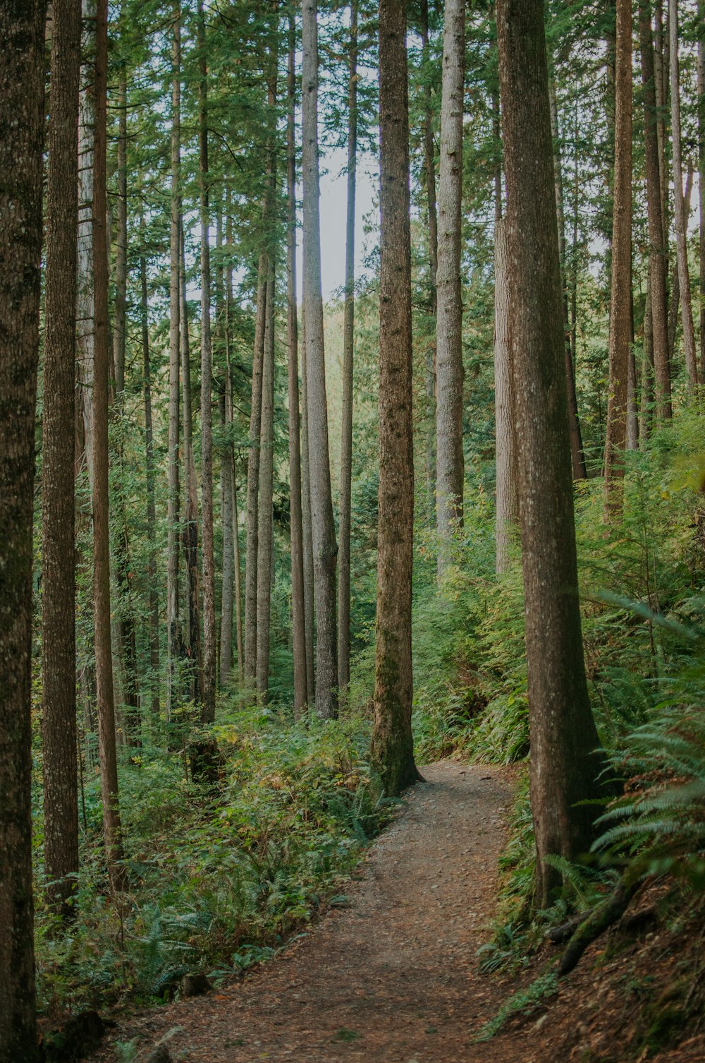a path through a forest with lots of tall trees