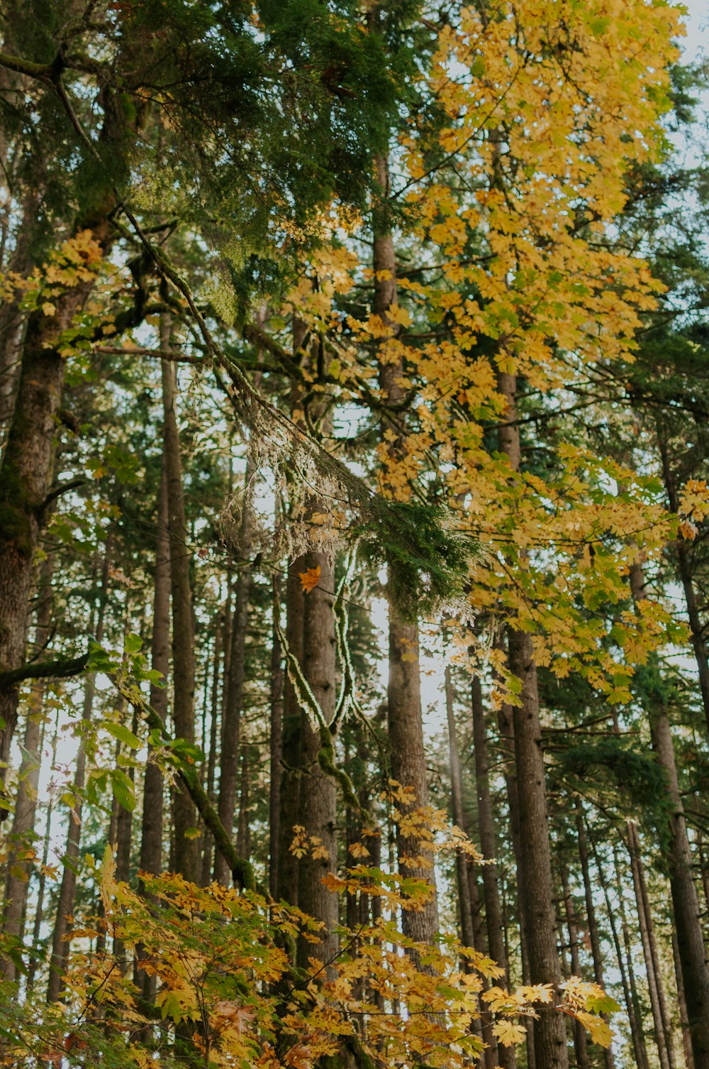 a forest filled with lots of tall trees