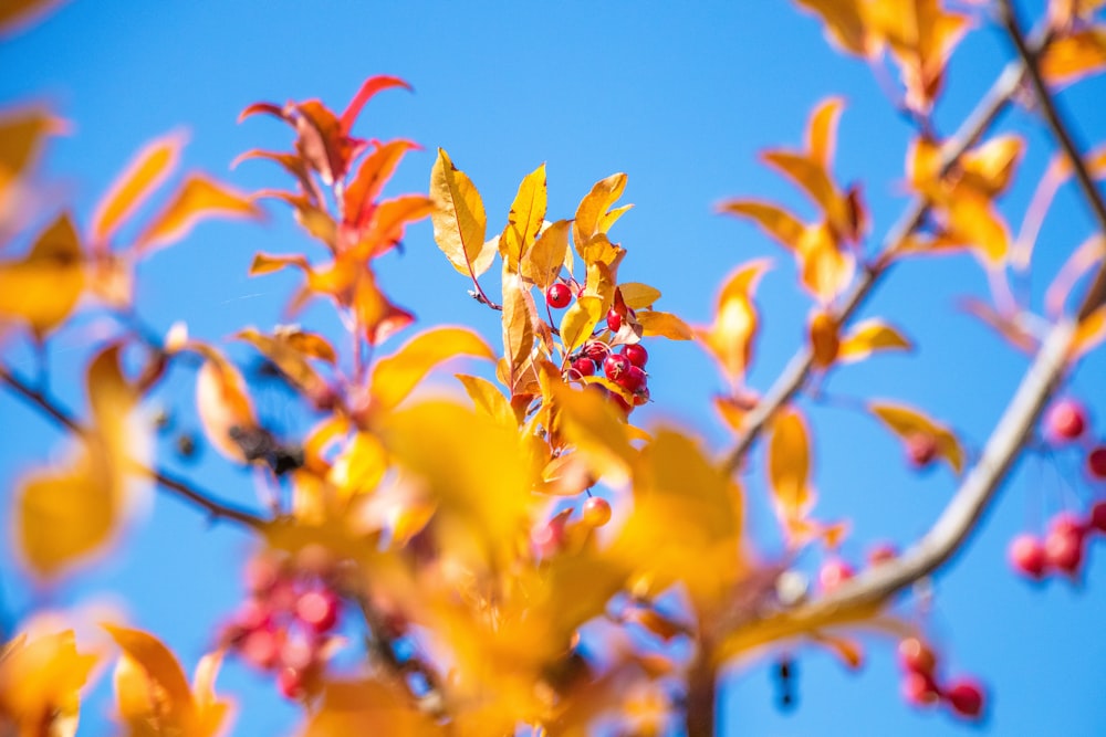 a branch with red berries on it against a blue sky