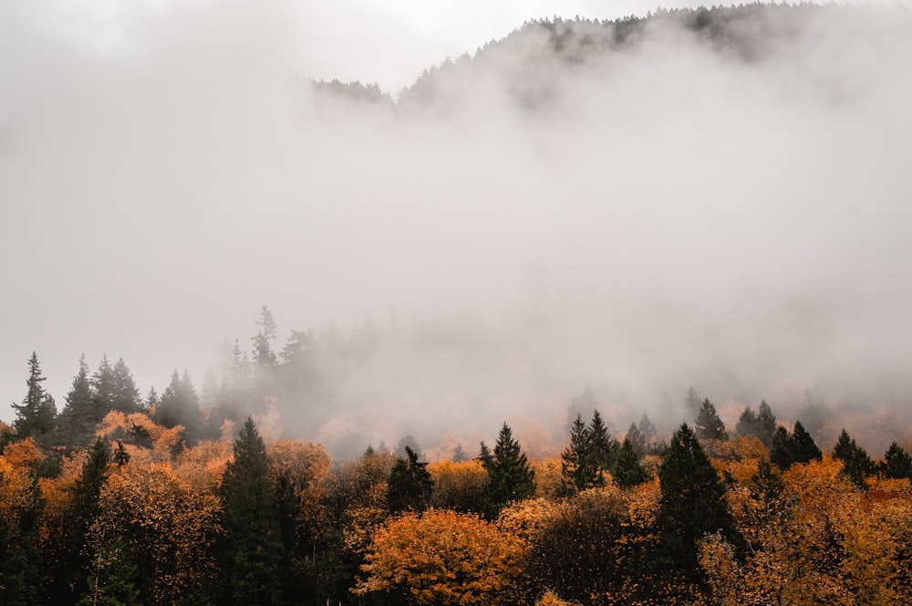 a forest filled with lots of trees covered in fog