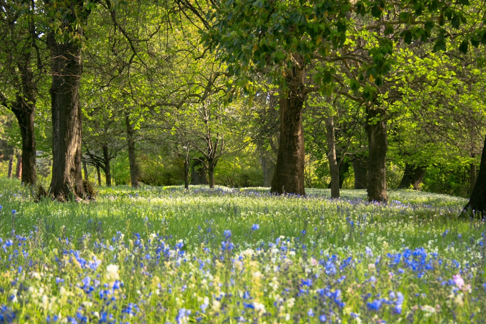 a field full of blue flowers and trees