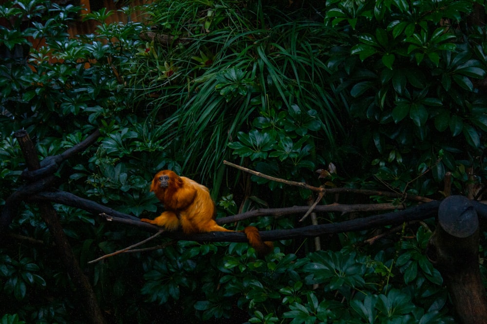 a monkey is sitting on a tree branch