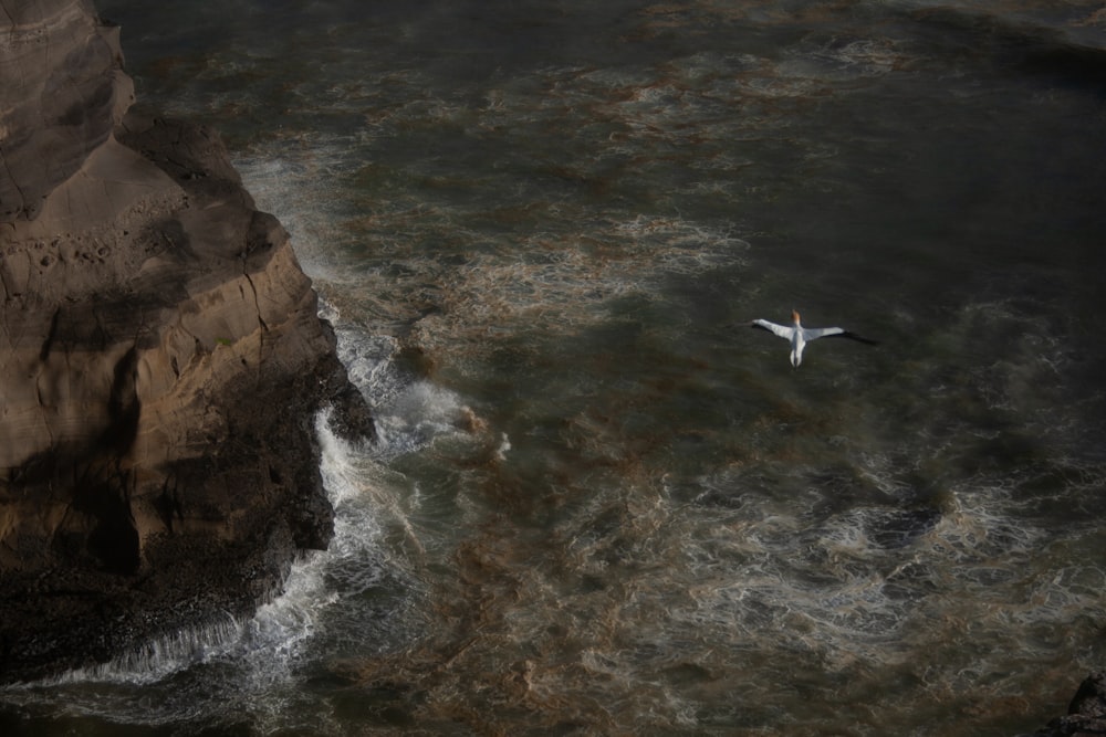 a bird flying over a body of water