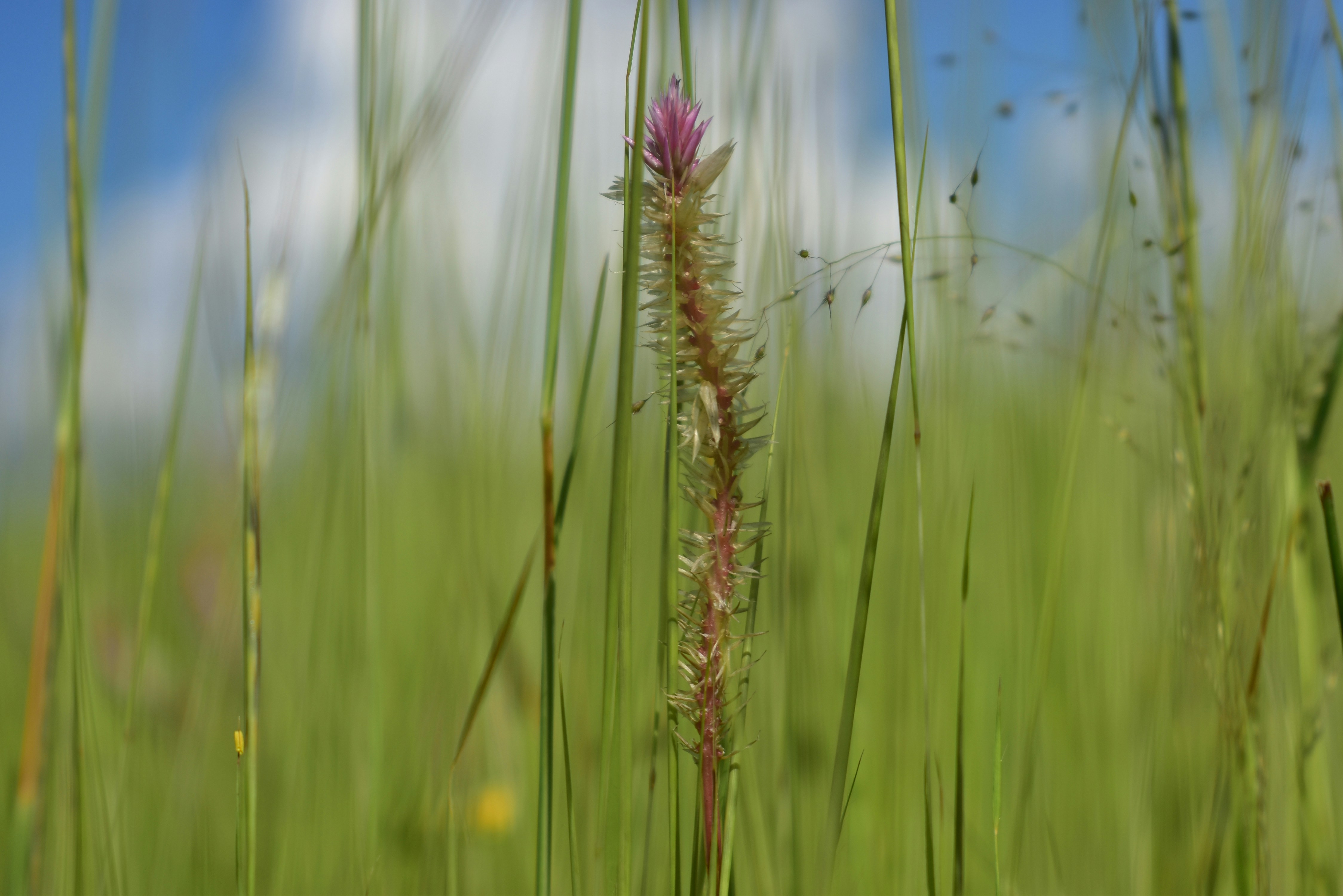 Photo by nuvolephotos