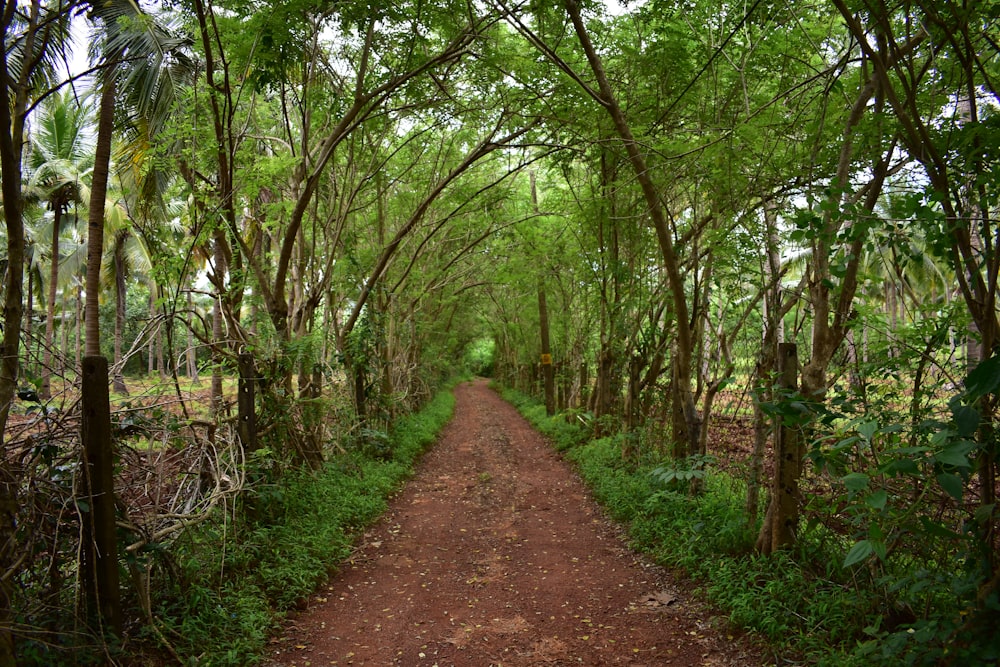 a dirt path in a forest