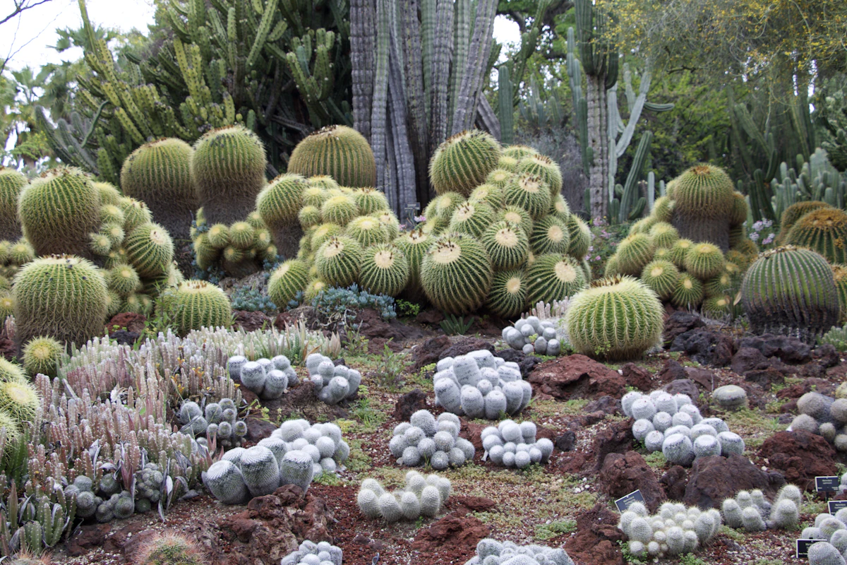The Huntington Desert Garden. Do not hug the exhibits.