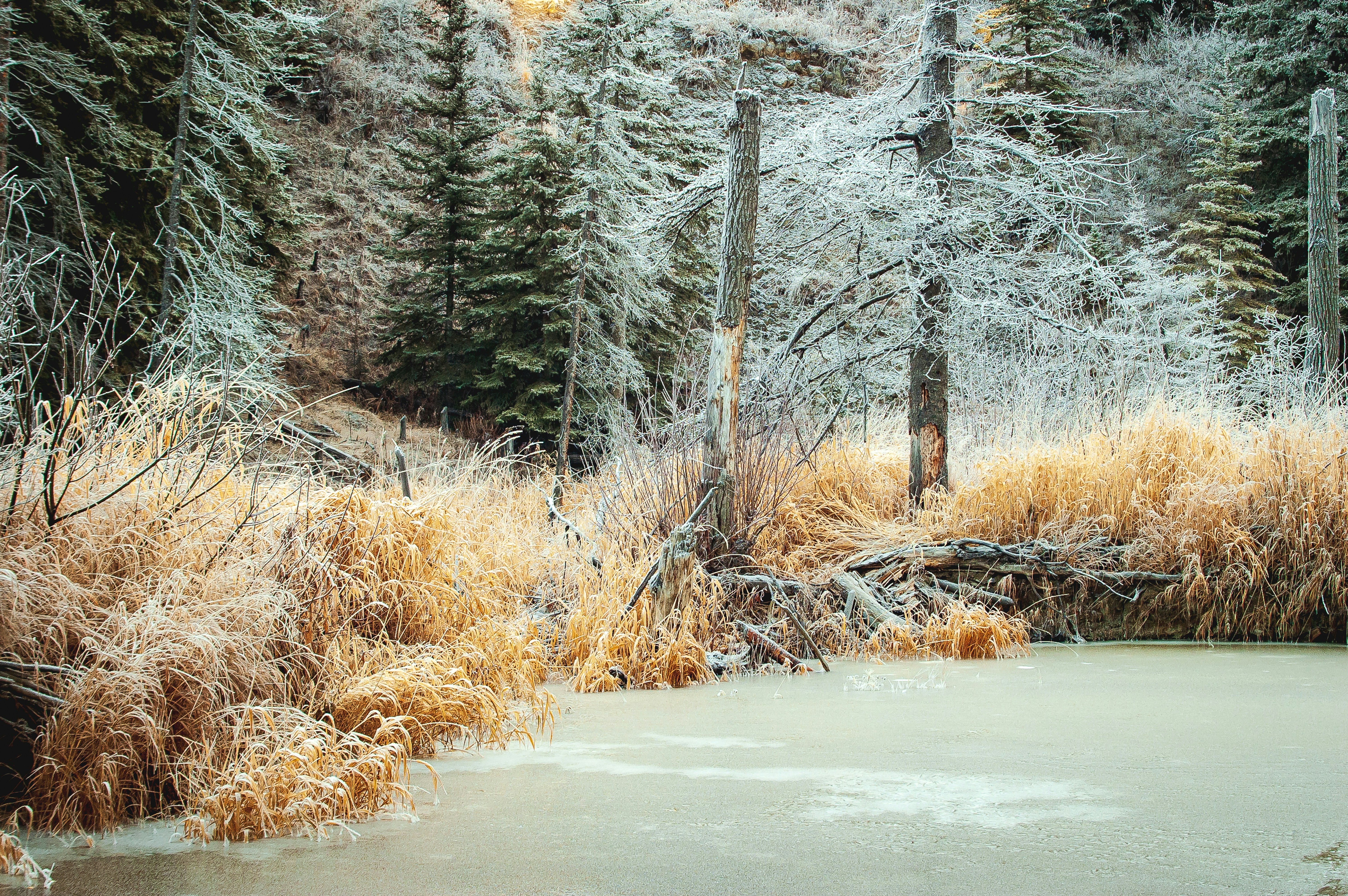 a frozen pond surrounded by trees and grass