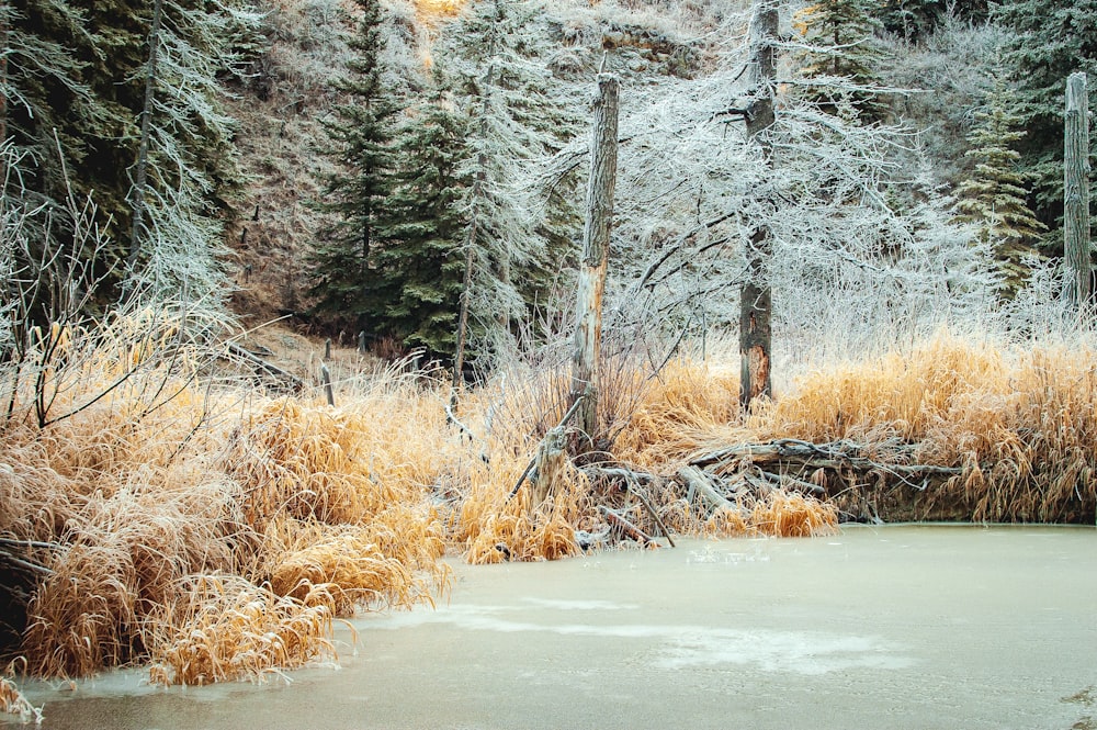 a frozen pond surrounded by trees and grass