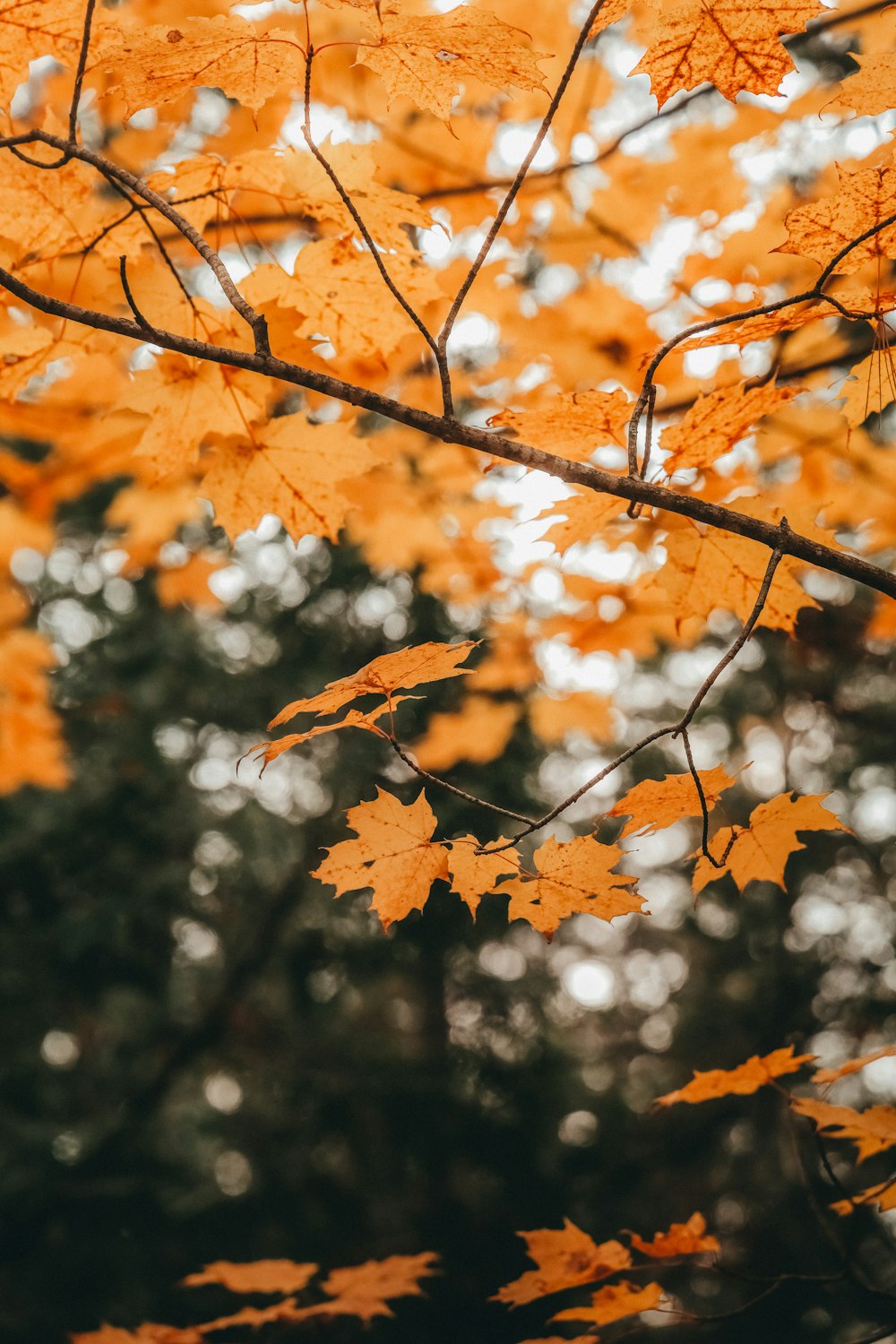 a tree filled with lots of yellow leaves