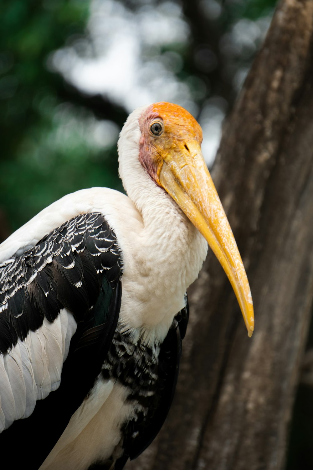 a close up of a bird on a tree branch