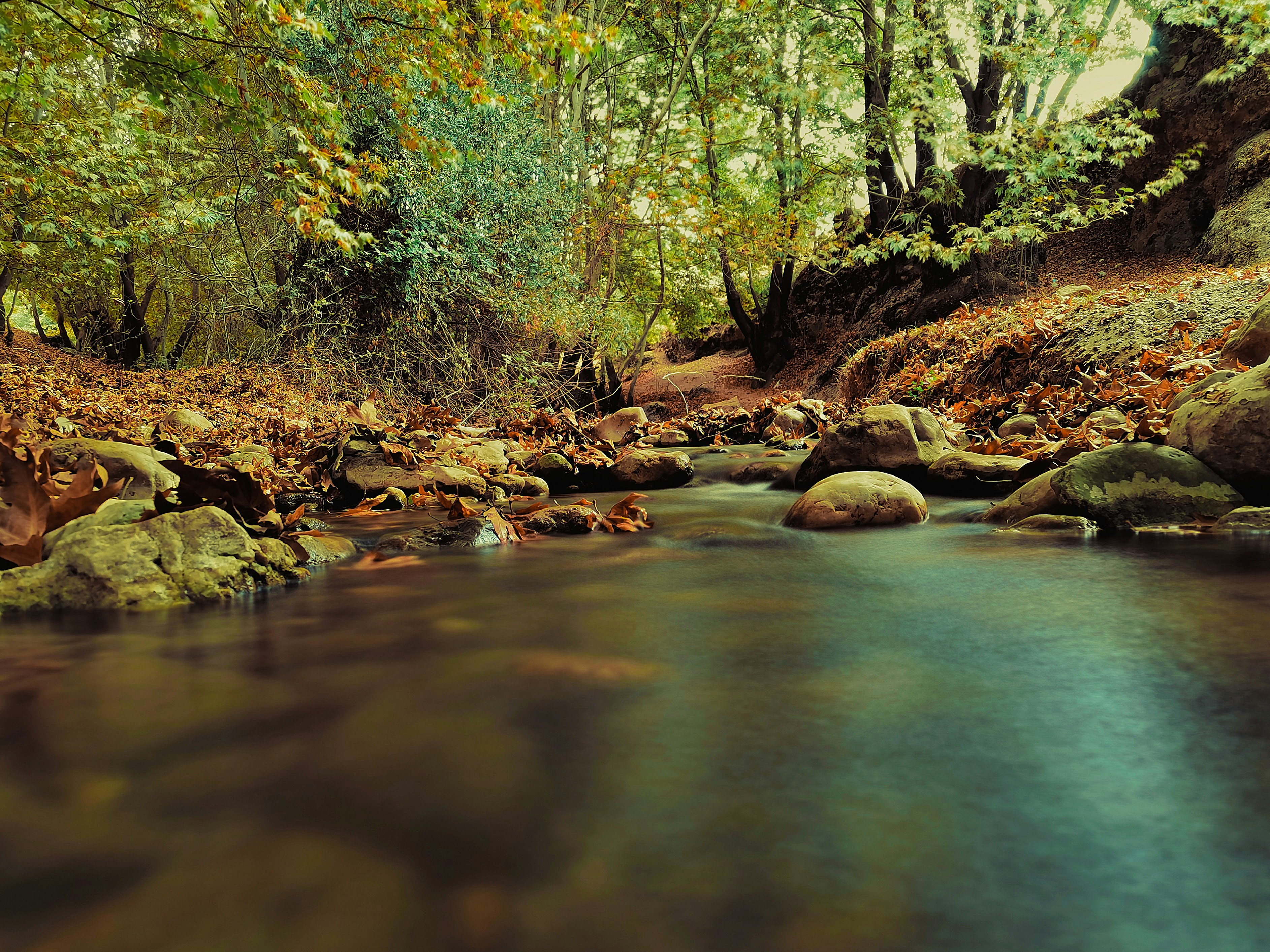 Choose from a curated selection of jungle backgrounds. Always free on Unsplash.