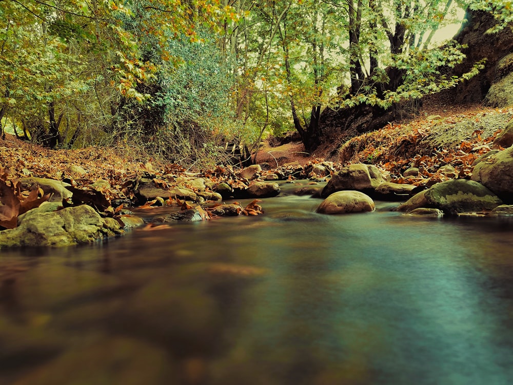 a stream running through a lush green forest