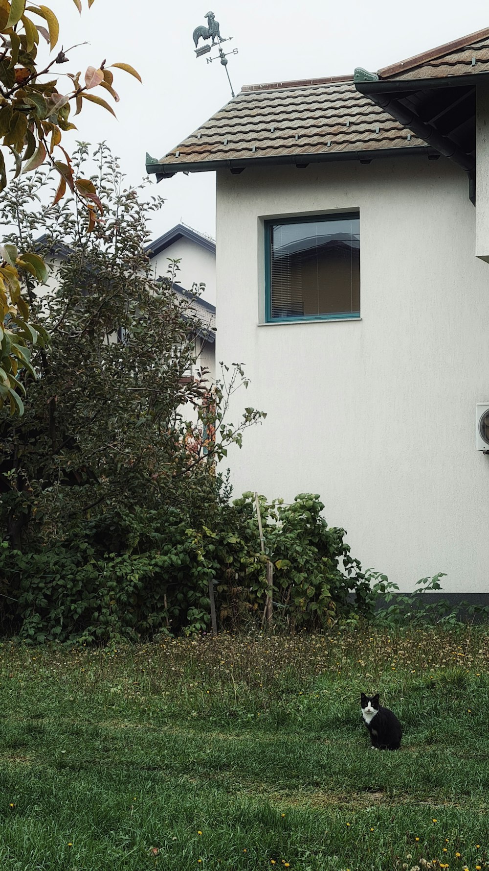 Eine schwarz-weiße Katze sitzt vor einem Haus