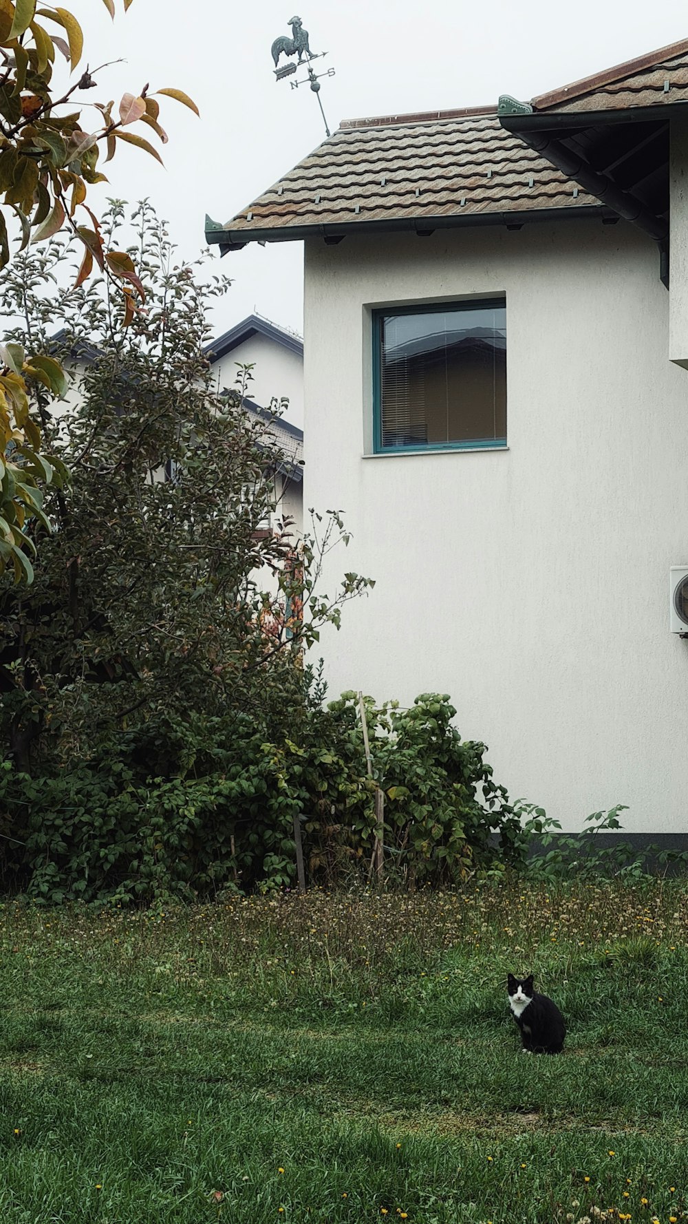 a black and white cat sitting in front of a house