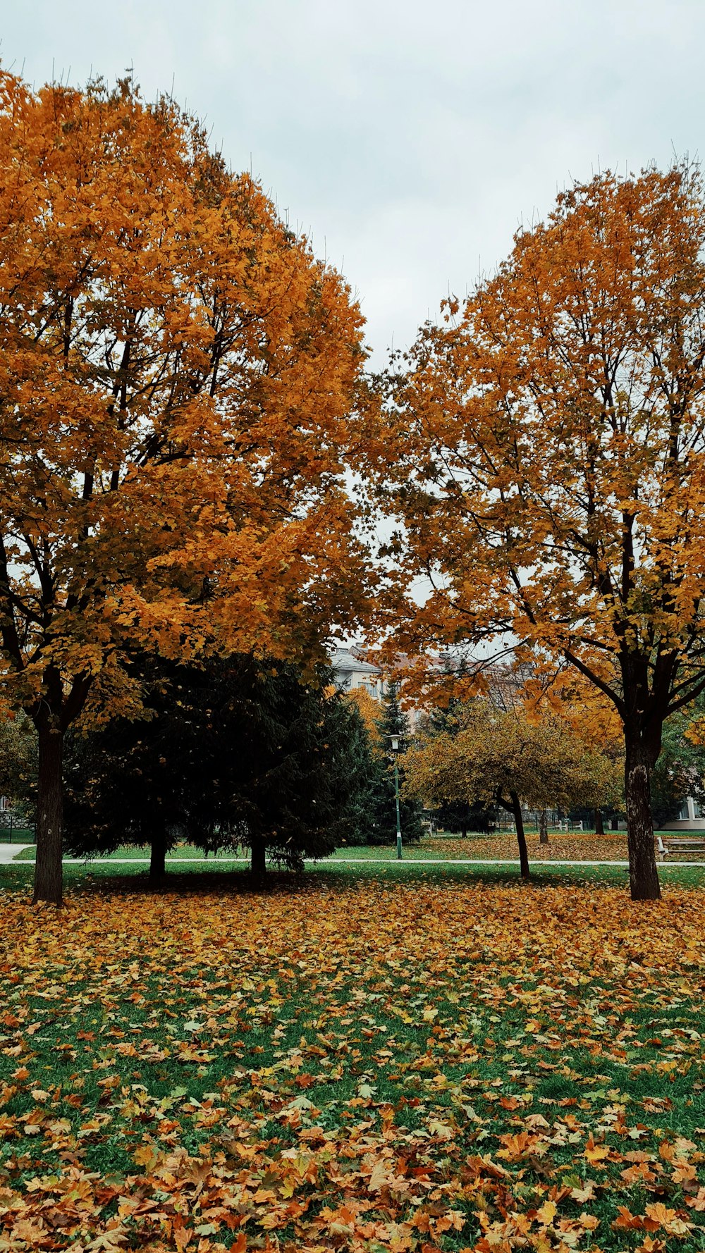 Ein Park mit vielen Bäumen, die mit Blättern bedeckt sind
