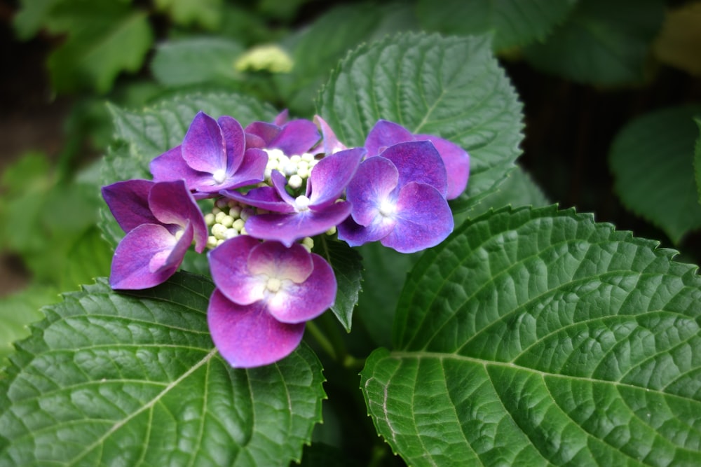 a close up of a purple flower with green leaves