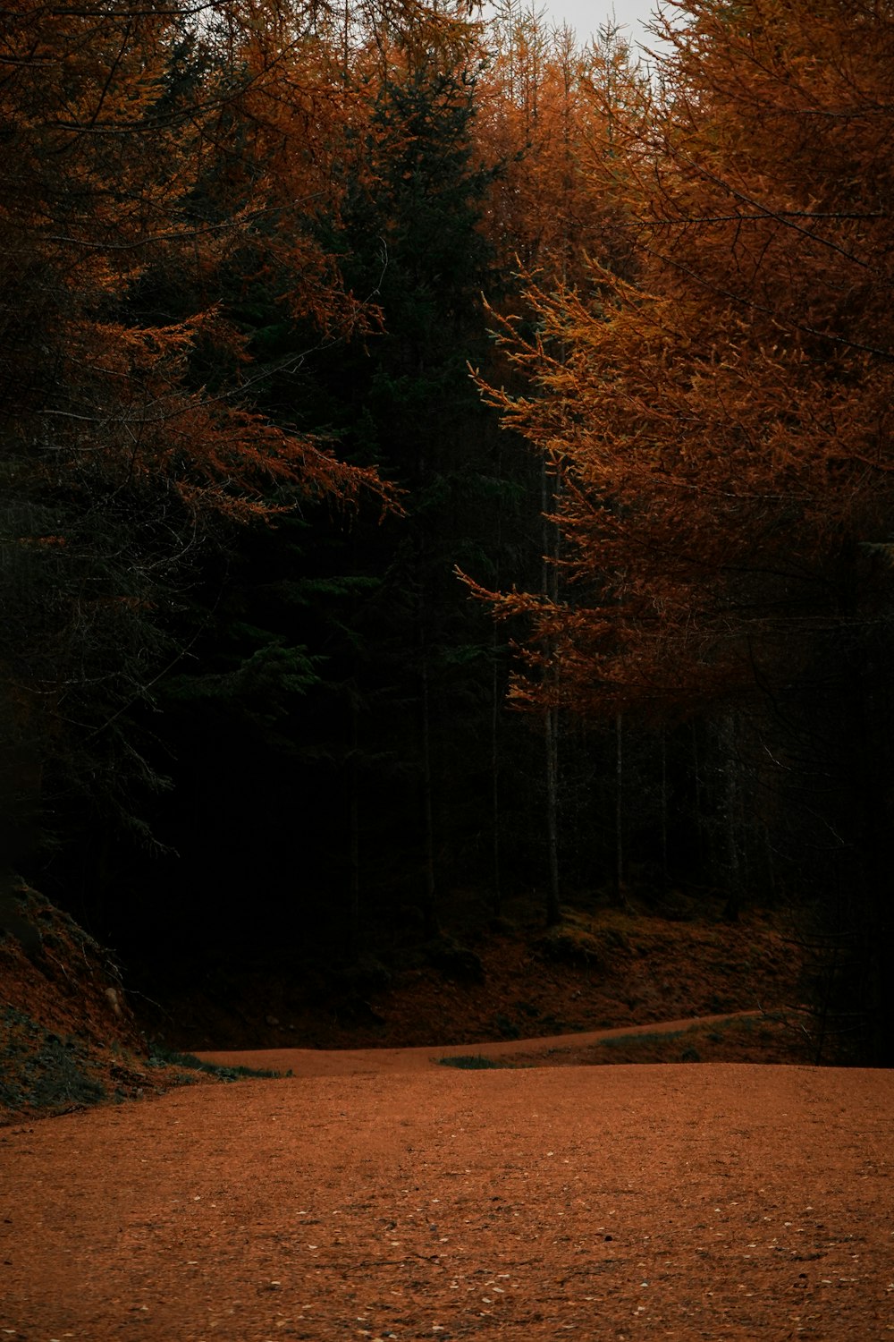 a bench sitting in the middle of a forest