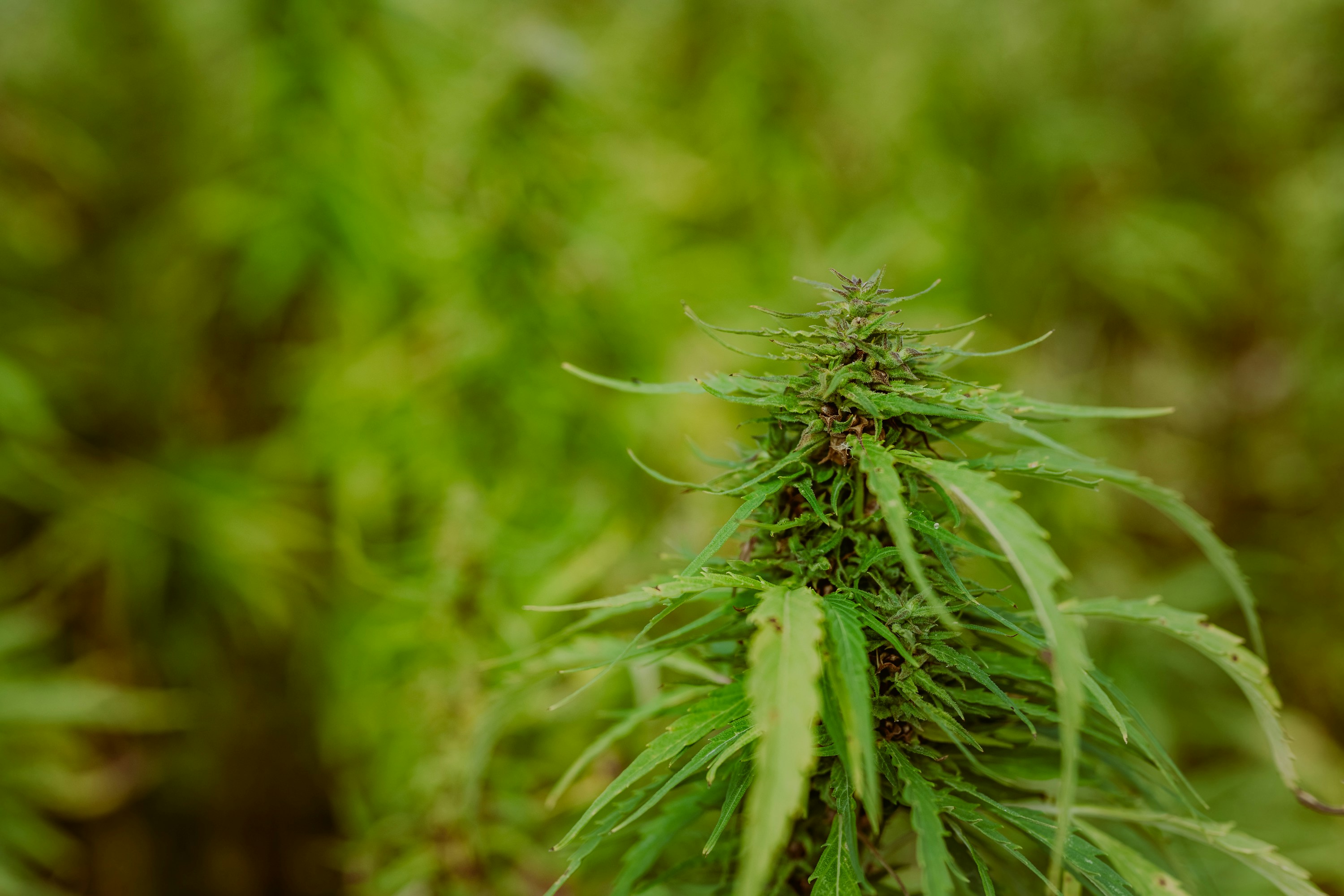 a close up of a marijuana plant in a field