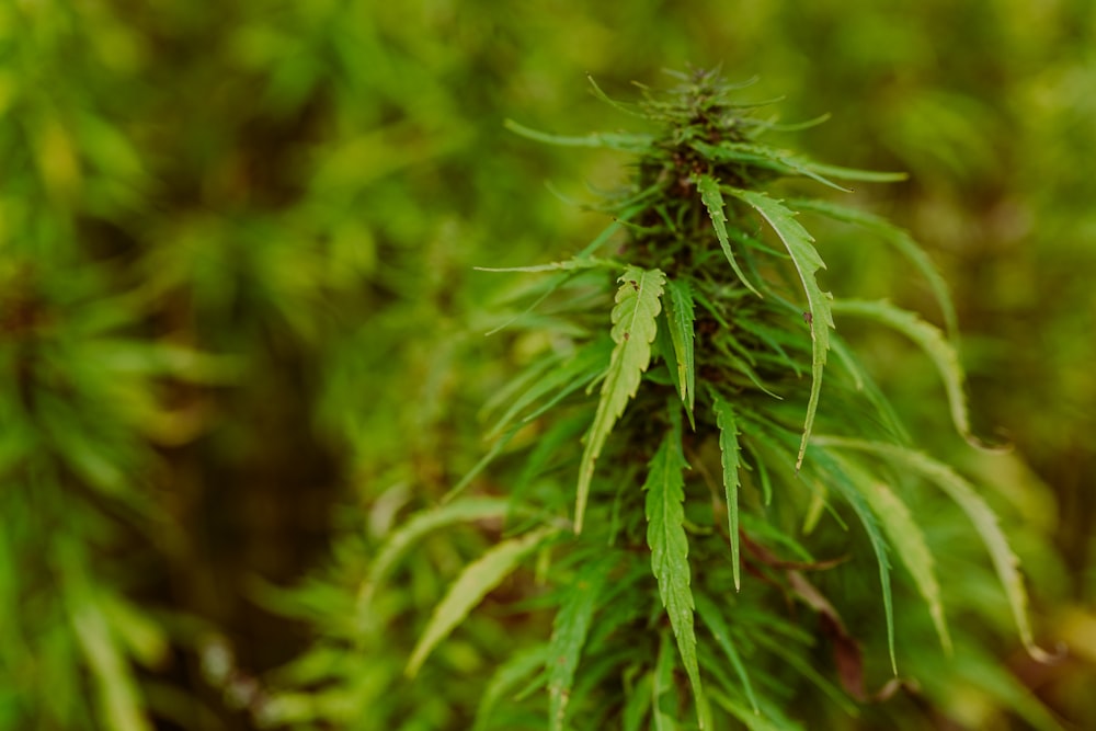 a close up of a green plant with lots of leaves