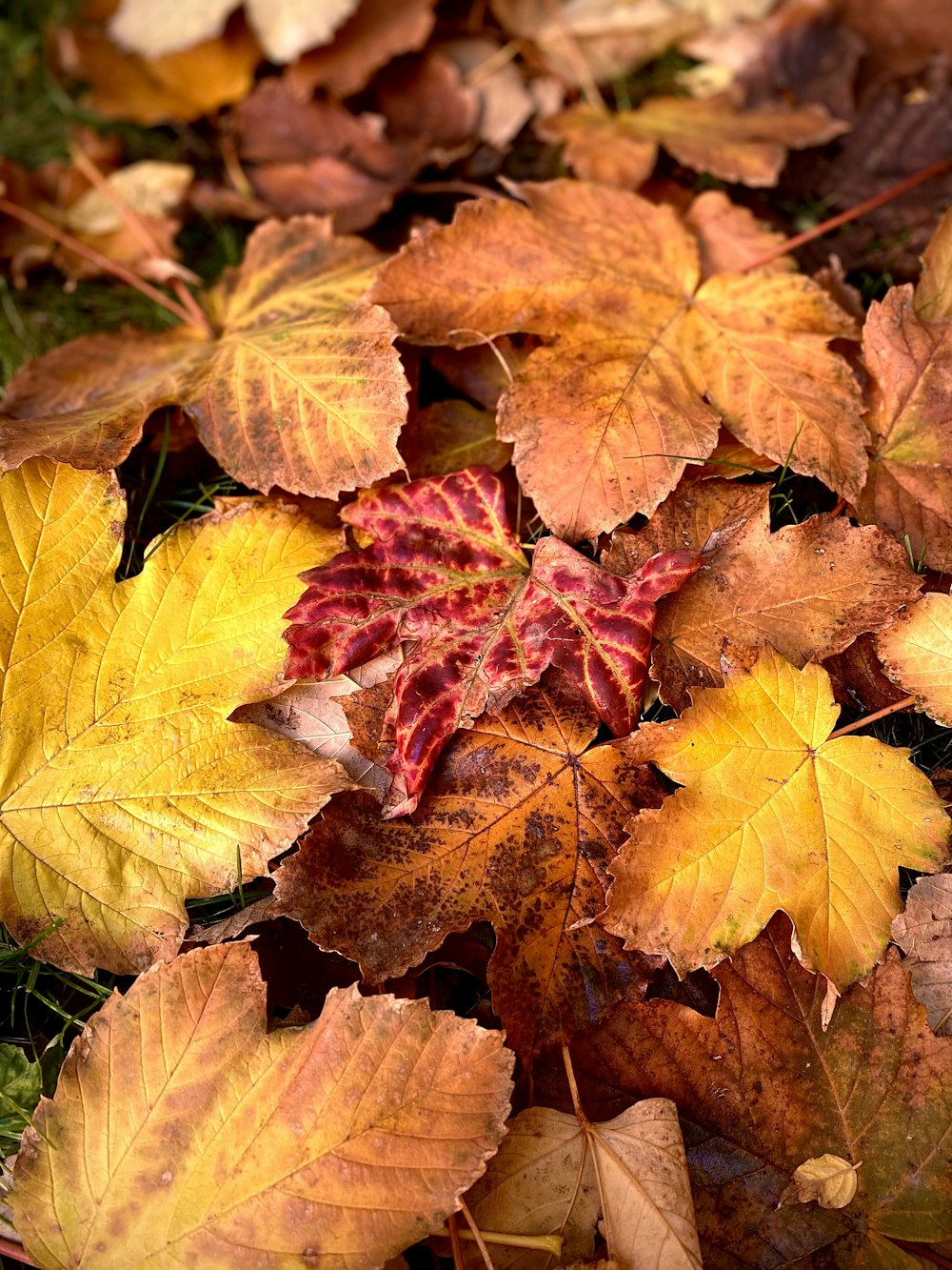 a bunch of leaves that are laying on the ground