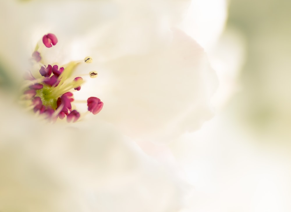 a close up view of a white flower