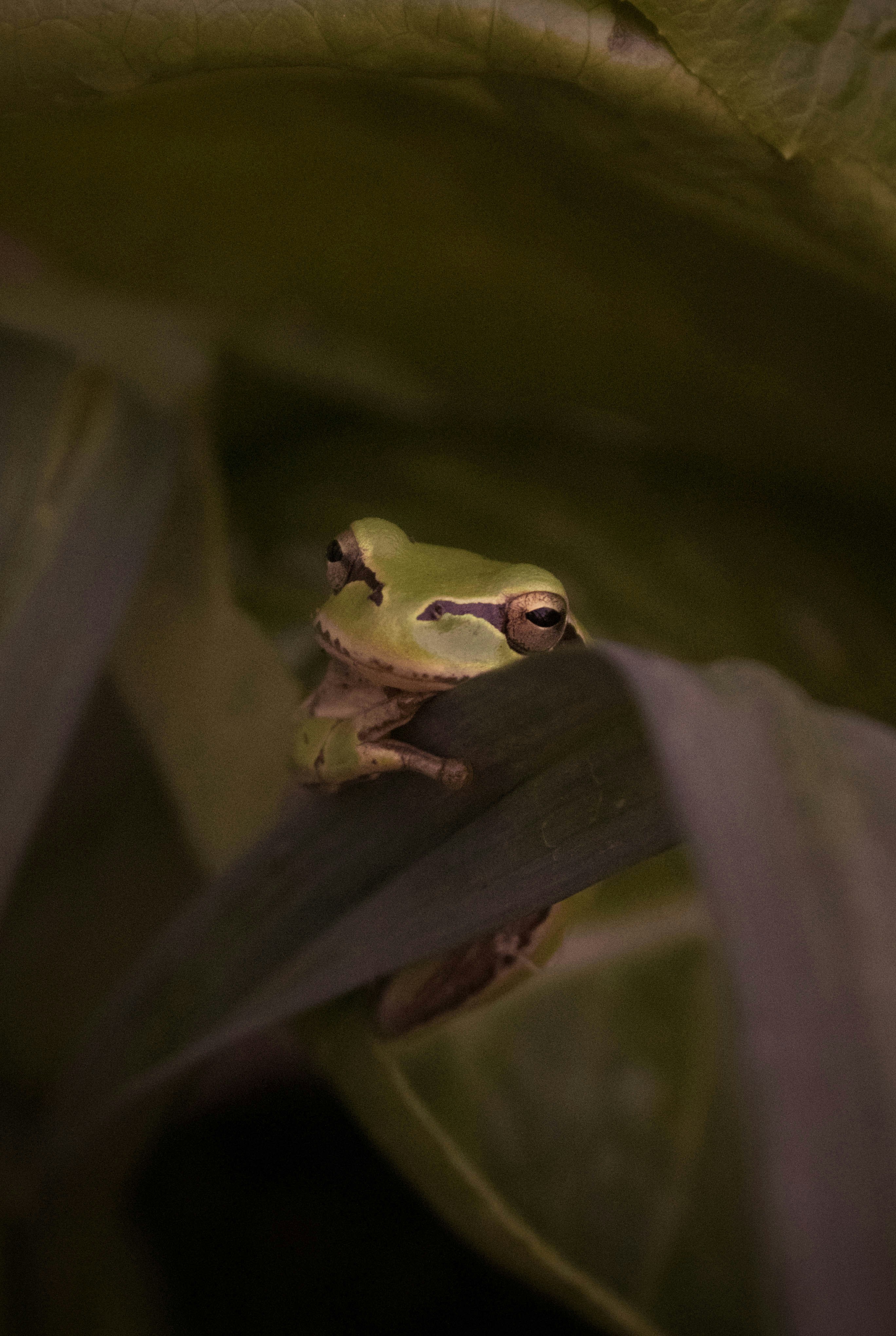 Photo by itaypeer
