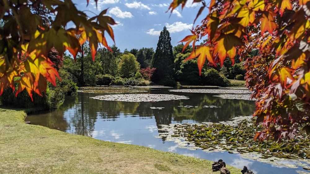 a pond with lily pads and trees in the background