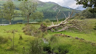a tree that has fallen over in a field