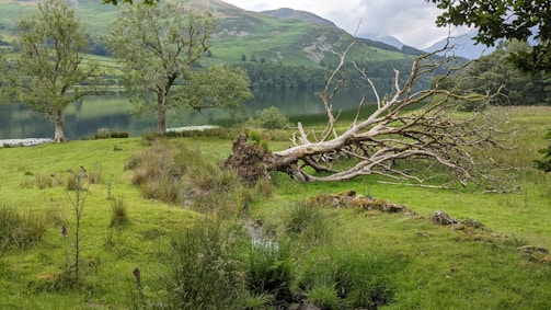 a tree that has fallen over in a field