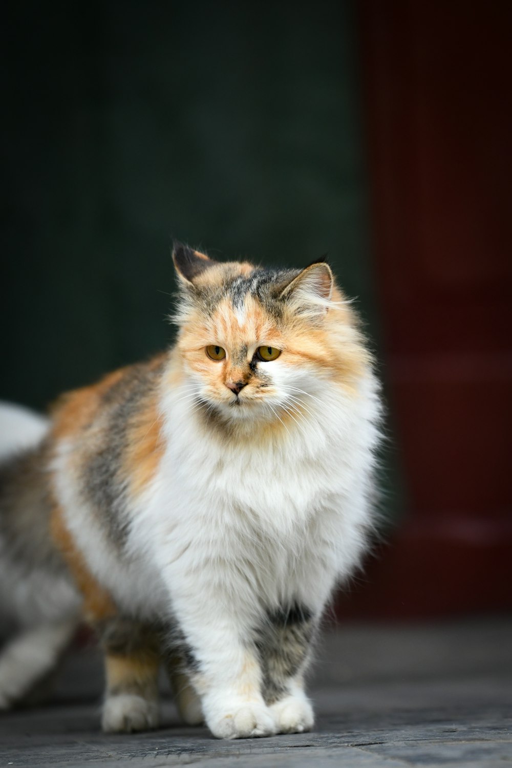 a cat that is standing on the ground