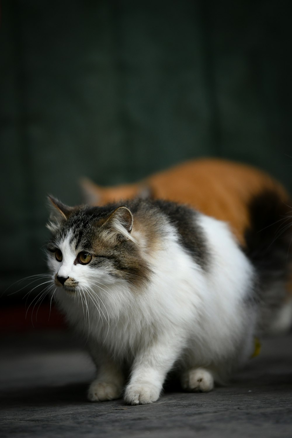 a cat is walking on the floor next to another cat