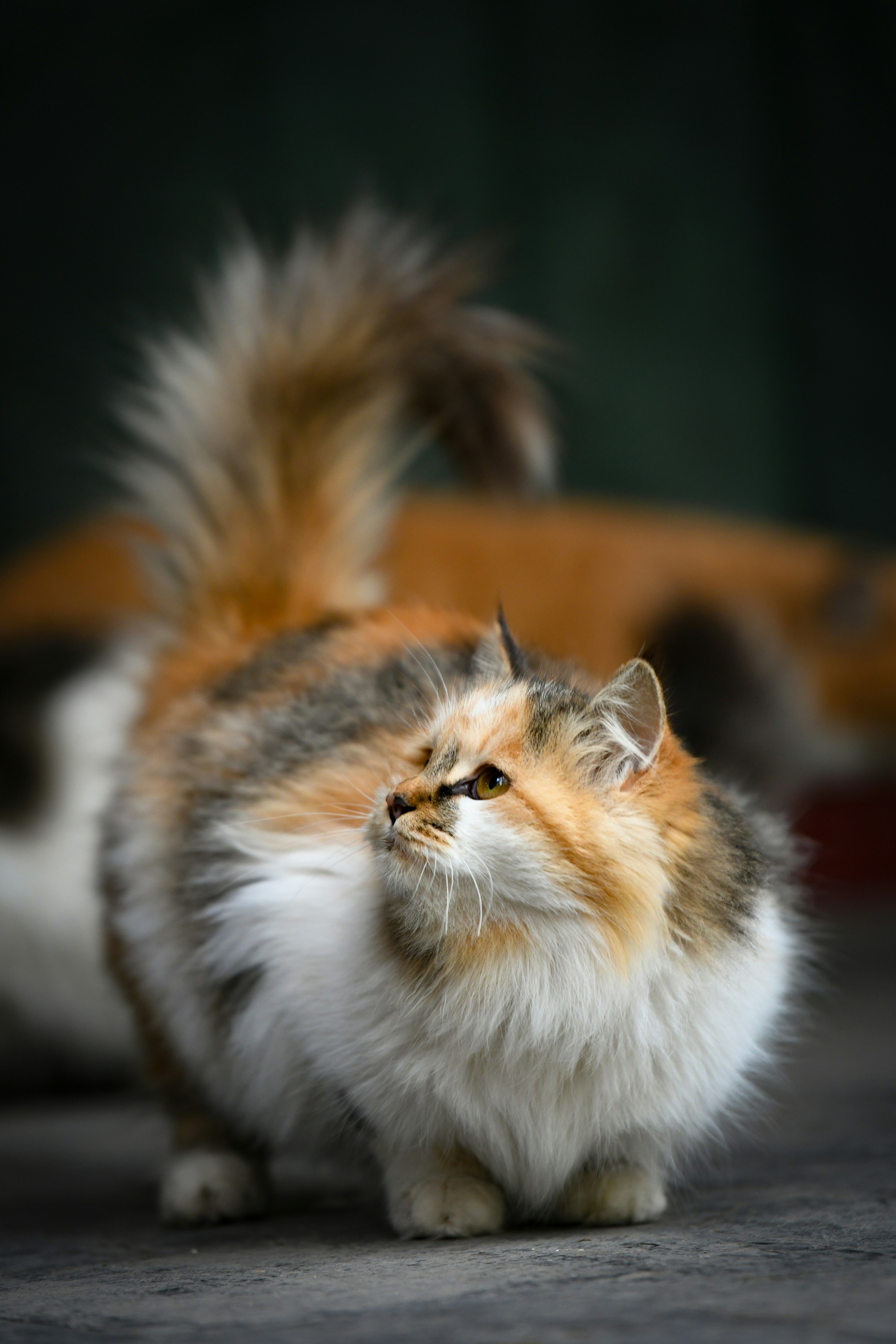 The Tail Curl Greeting (image credits: unsplash)