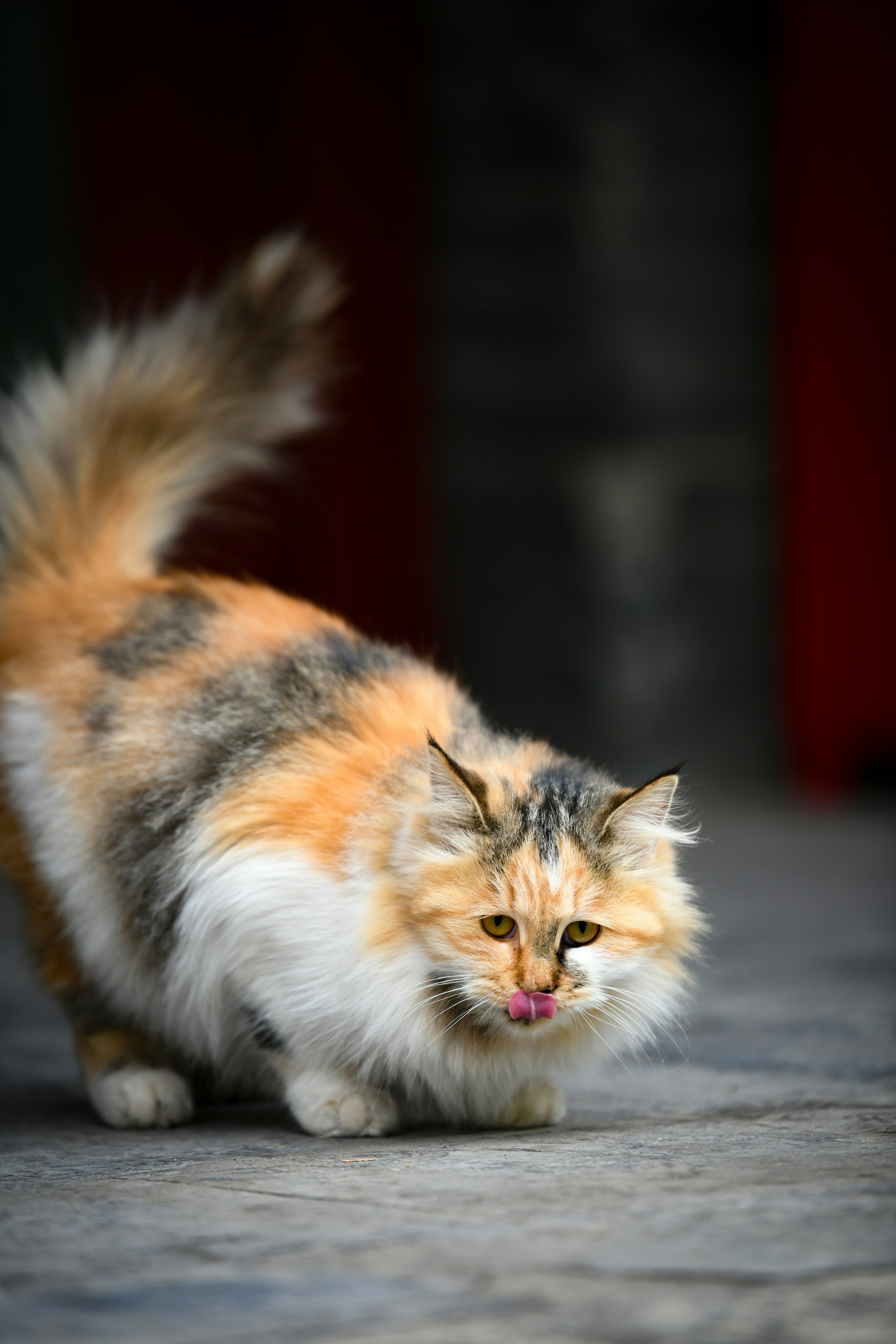 LaPerm: The Curly-Eyed Surprise (image credits: unsplash)