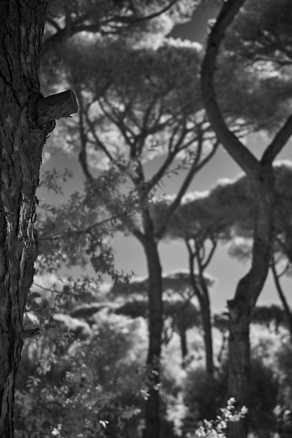 a black and white photo of trees in a forest