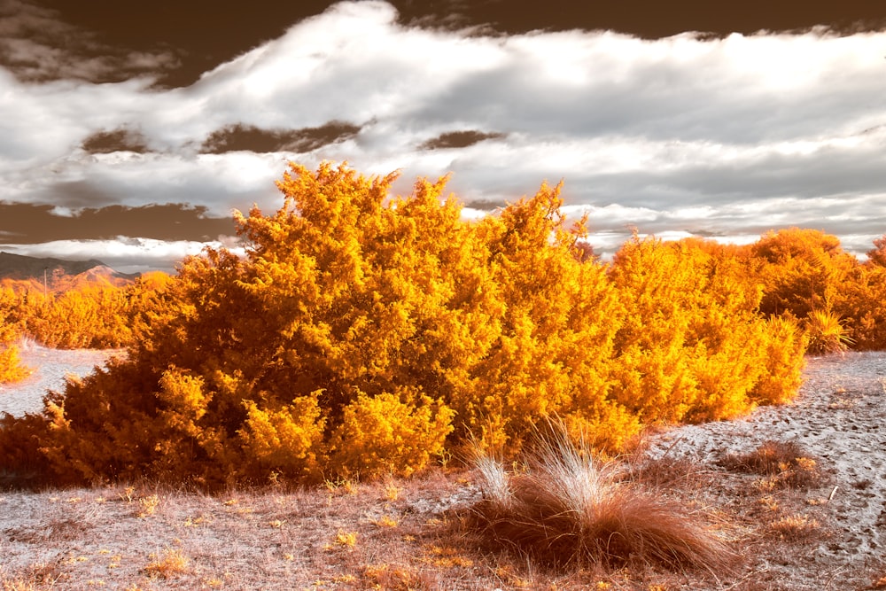 a bush with yellow leaves in the desert