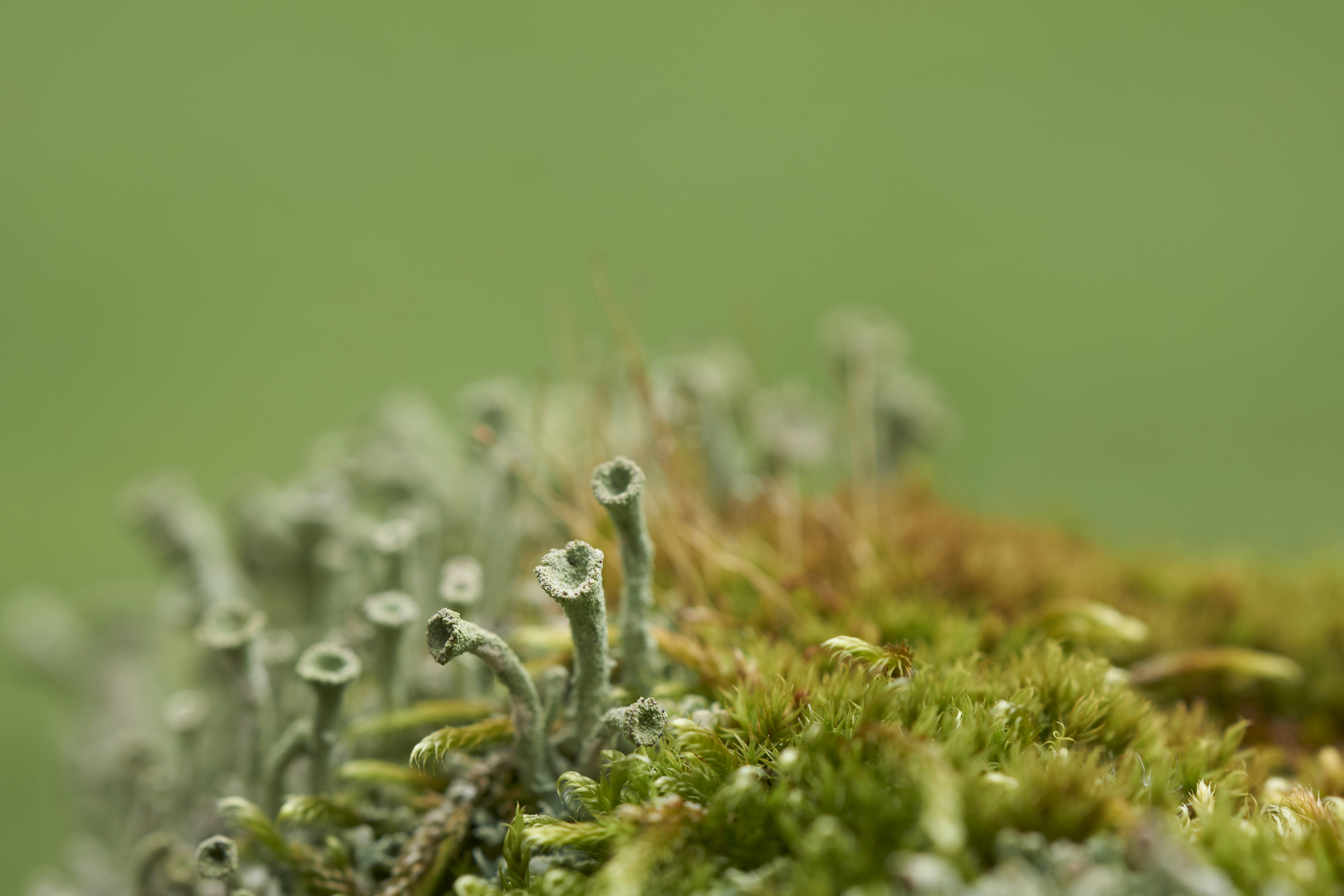 Photo by wolfgang_hasselmann