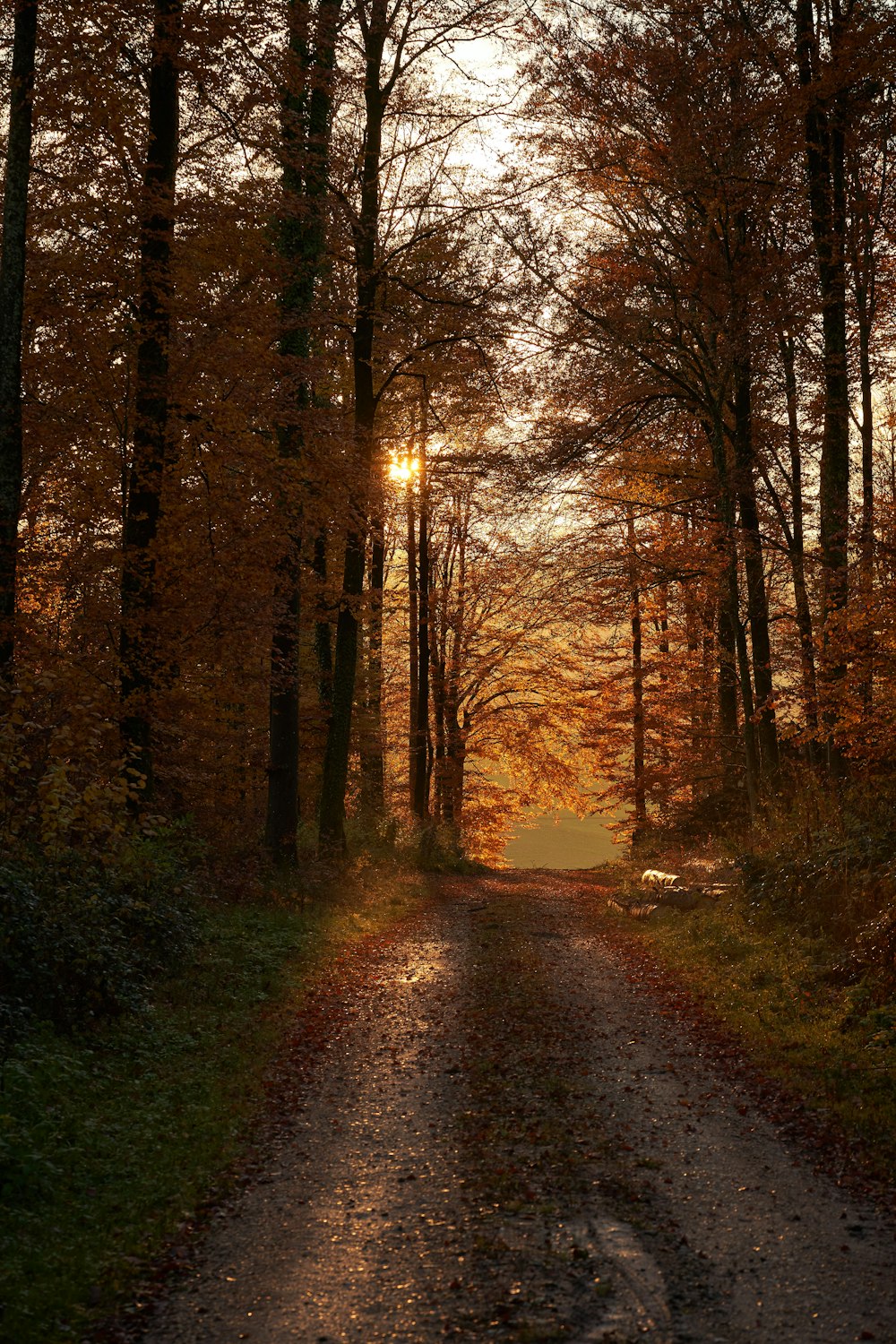 a dirt road in the middle of a forest