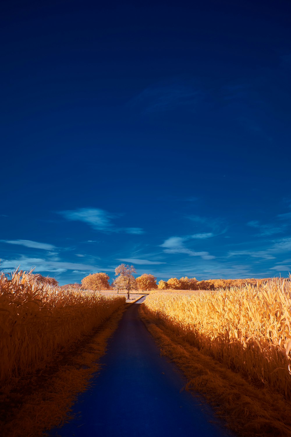 a road in a corn field with a blue sky in the background