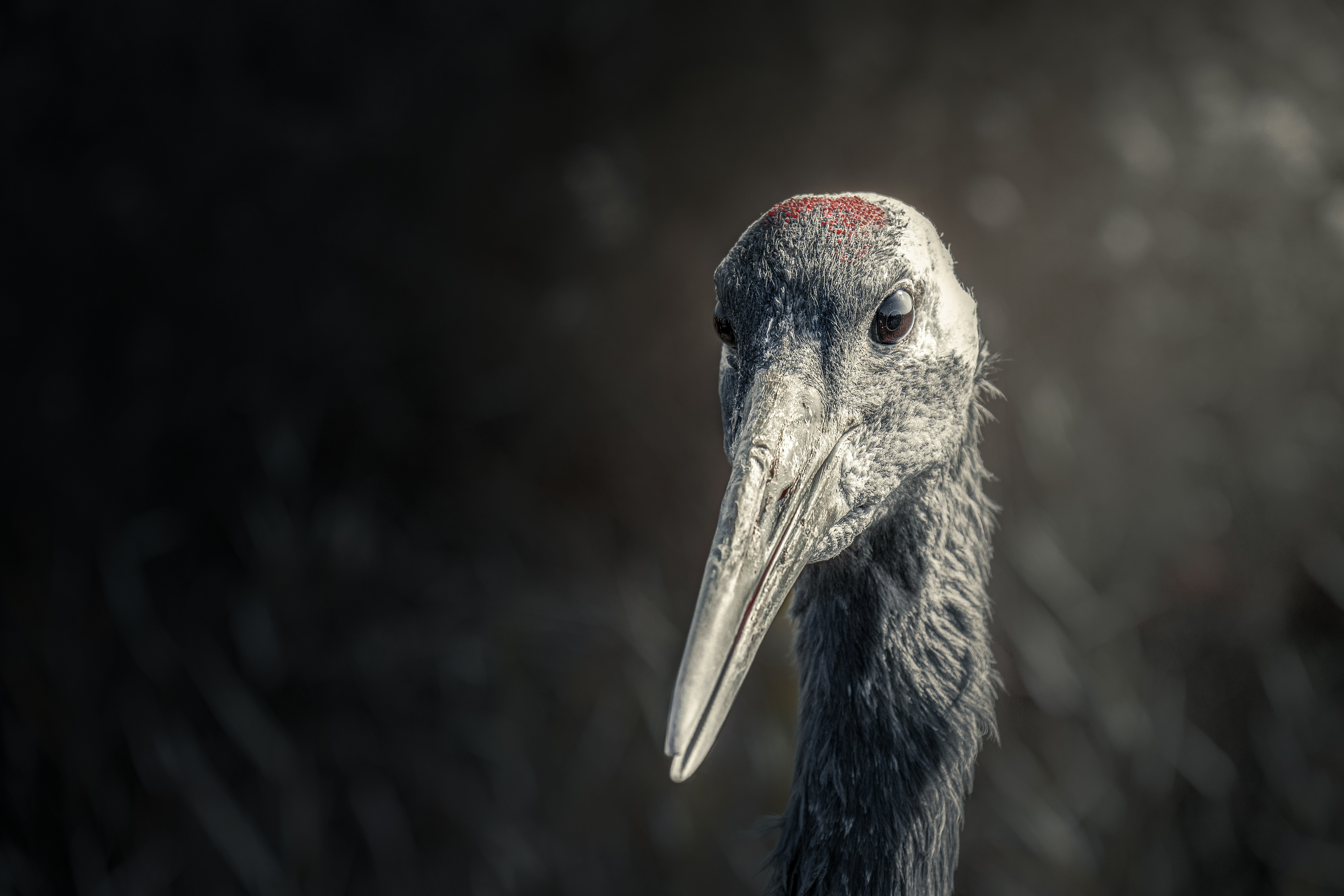 a close up of a bird with a blurry background