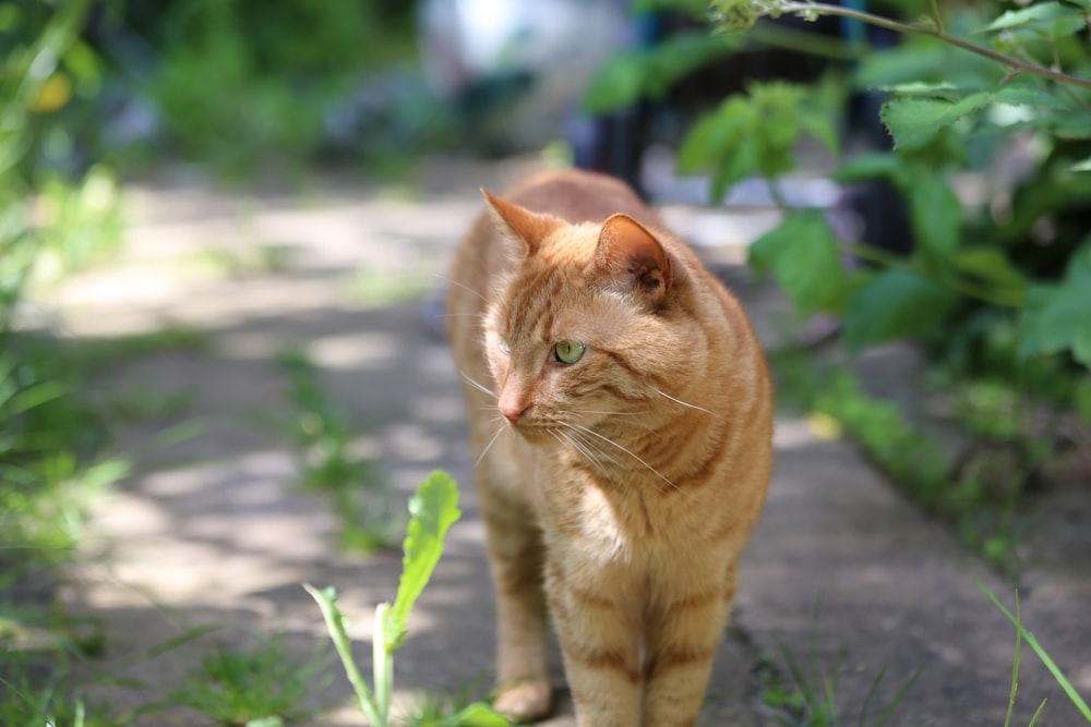 a cat walking on a path in the grass