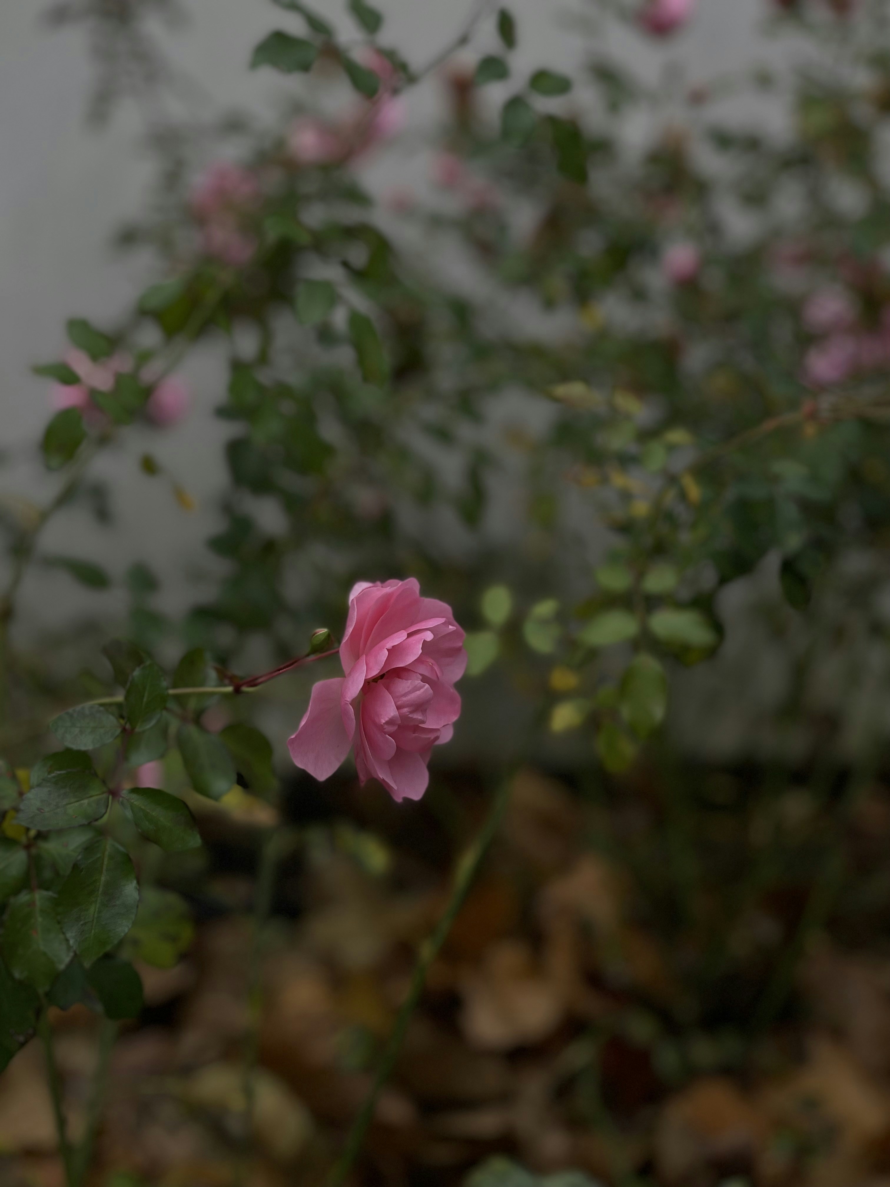 Photo by katlemiagova