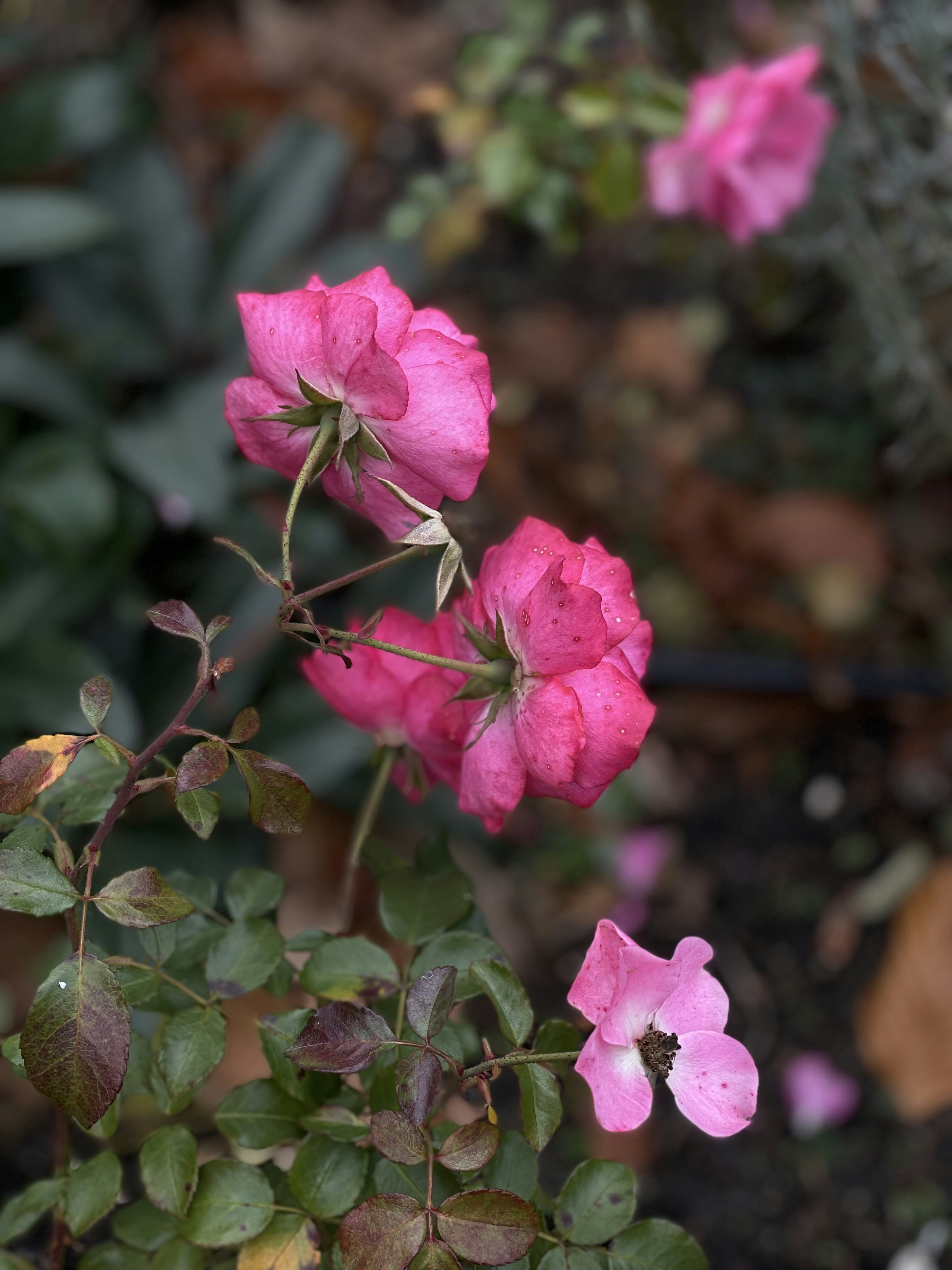 Photo by katlemiagova