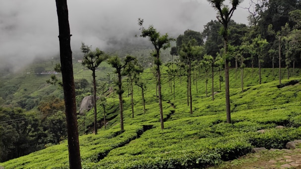 Rows of lush green tea plants stretching across rolling hills under a soft sunrise.