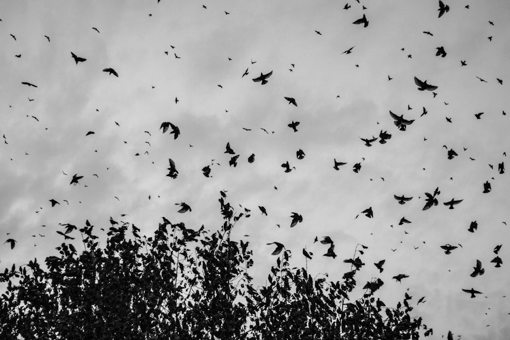 a flock of birds flying through a cloudy sky