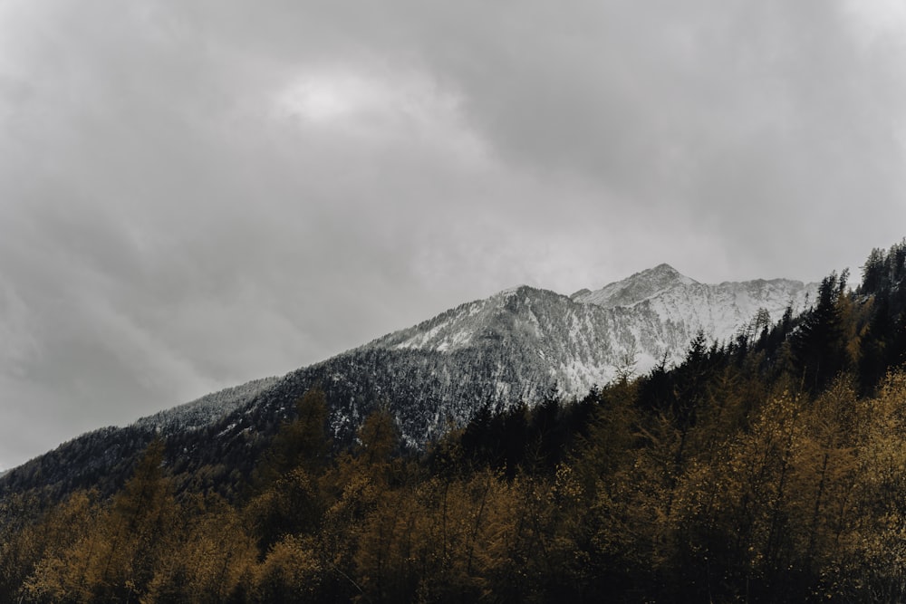 a snow covered mountain with trees in the foreground