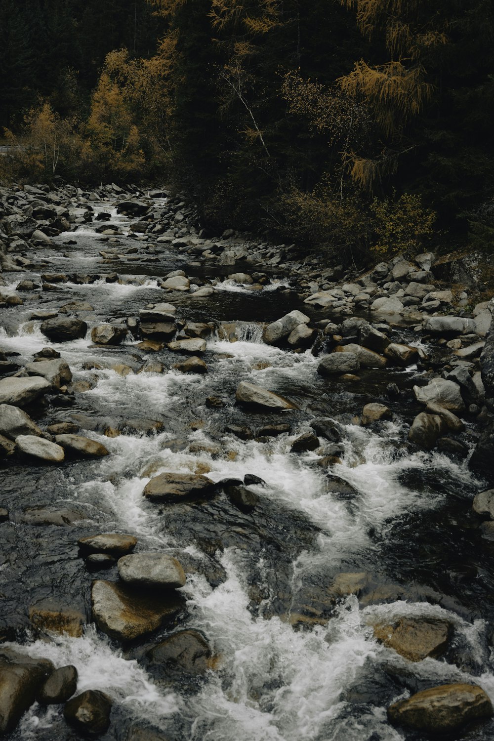 a river running through a forest filled with lots of rocks