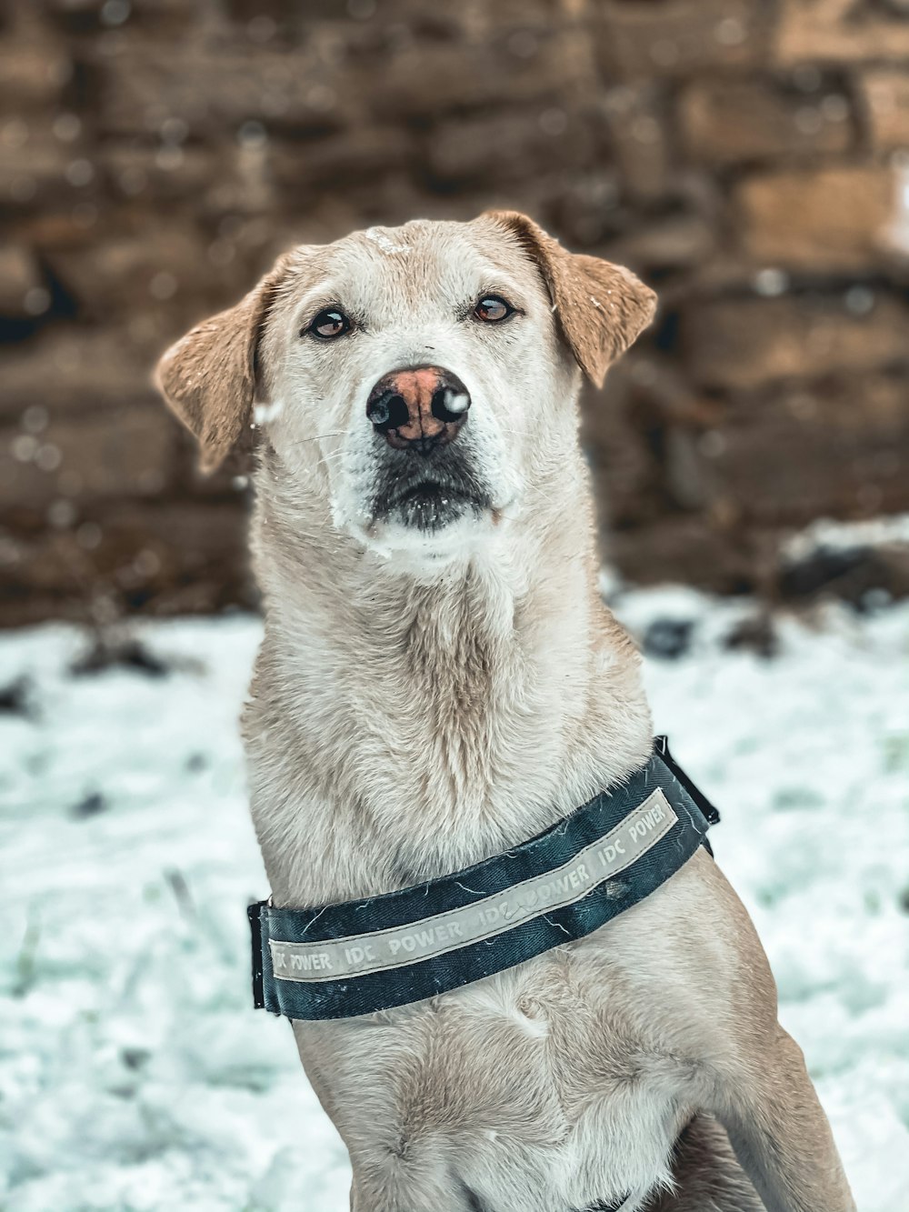 a dog is sitting in the snow wearing a harness