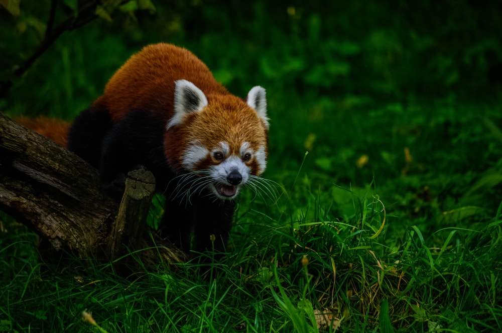 a red panda is walking through the grass