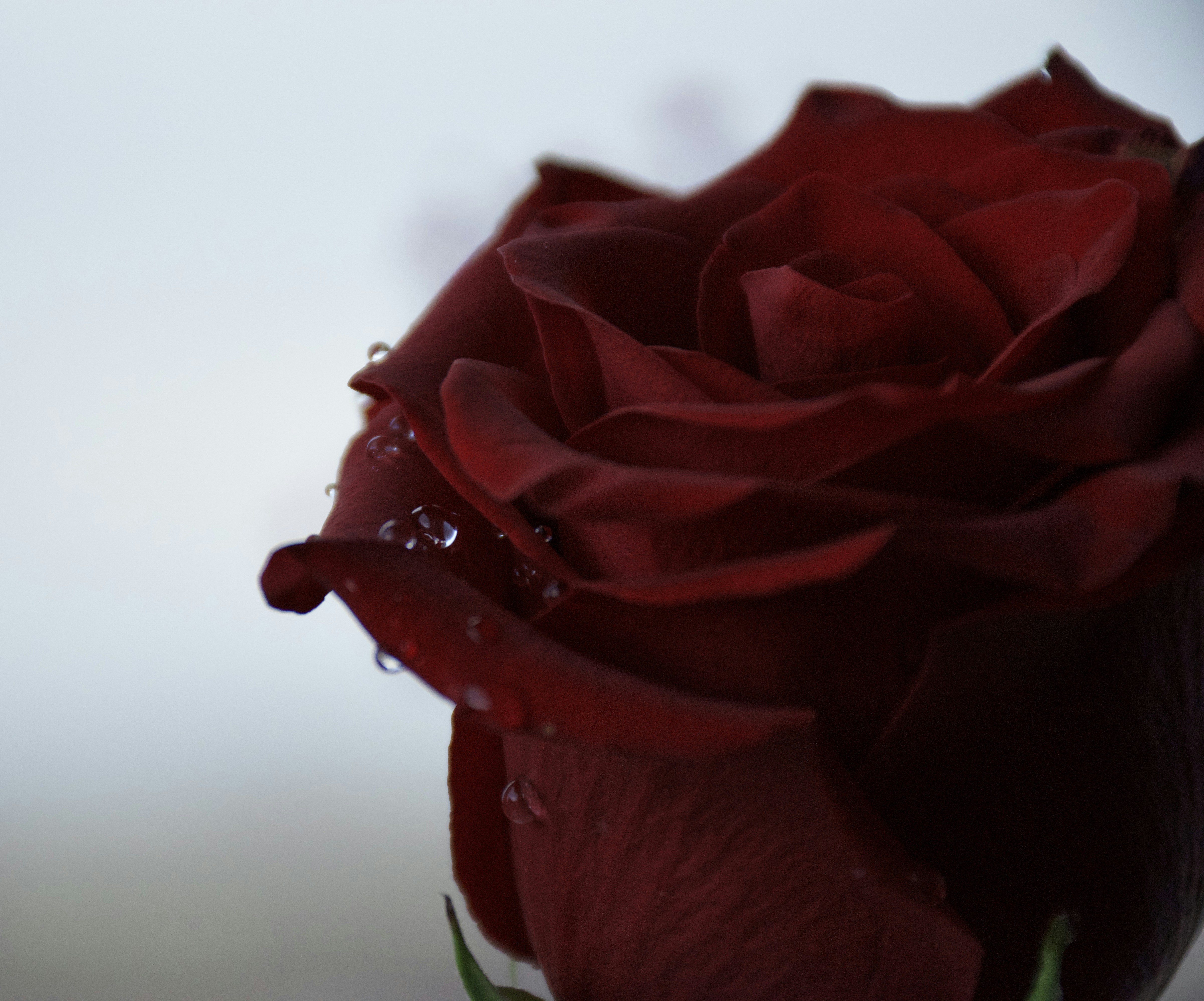 Single red rose close-up with water droplets, rich crimson petals, bright diffused natural light