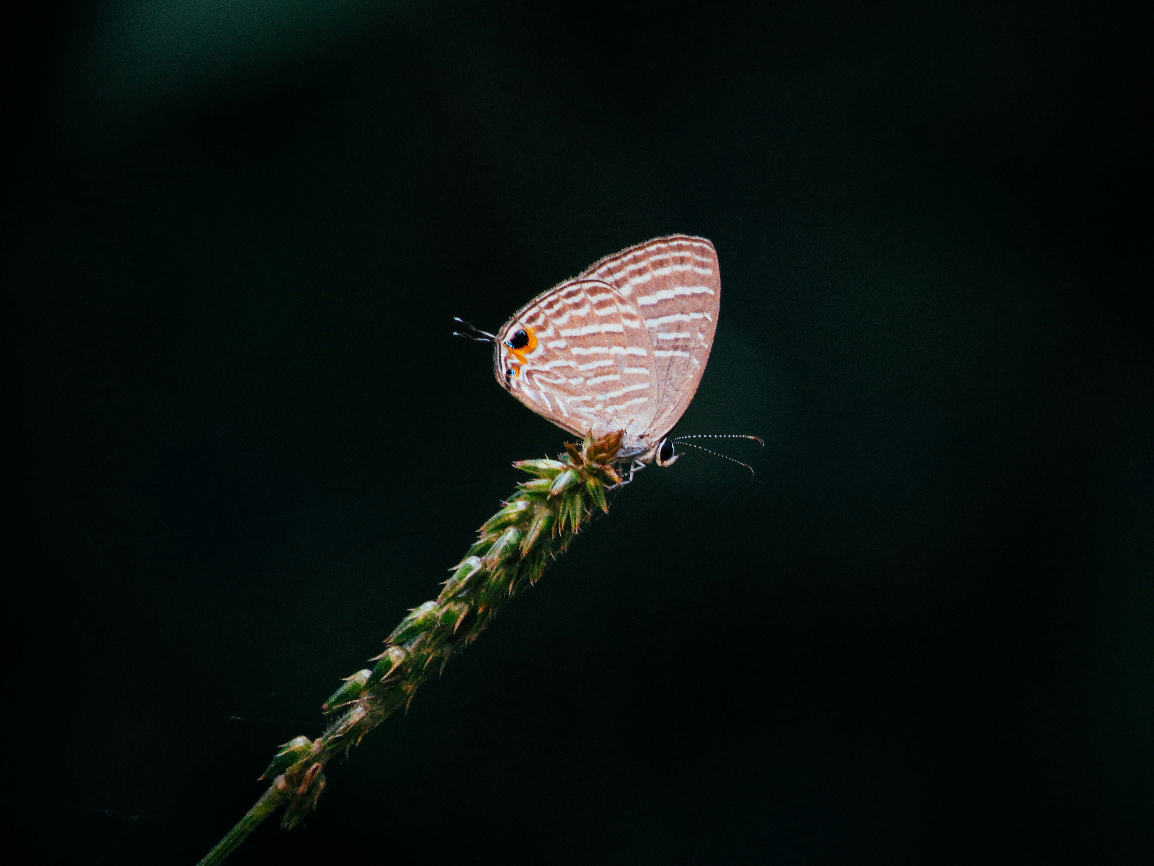 Photo by anandramavath_786